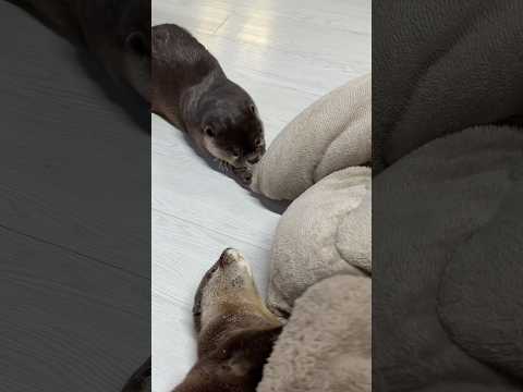 ひとり遊びしてるカワウソに構ってほしいカワウソの小さなアピールが愛らしい😳😳 The Otter Wanting His Girl Friend’s Attention😳😳 #shorts thumbnail