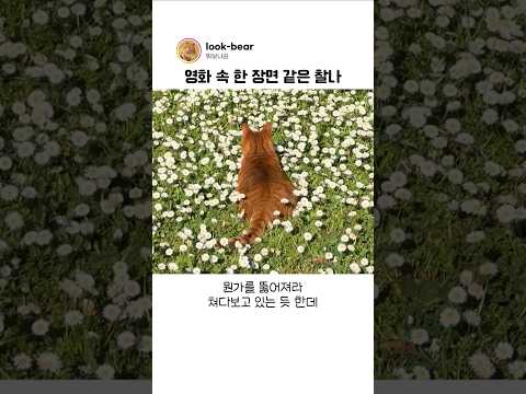 냥이가 꽃밭에서 찾고 있던 것의 정체 thumbnail