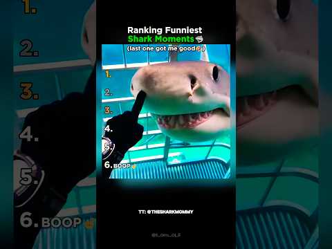 Ranking The Funniest Shark Moments Part 3 thumbnail
