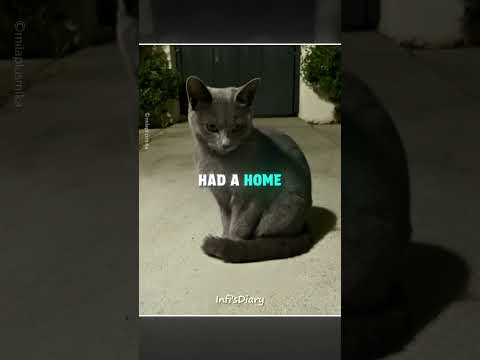 This Cat Followed Them Every Day ?‍⬛? #shorts thumbnail
