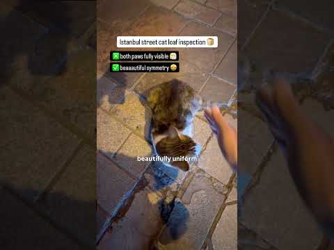 Saw this cat while walking along the promenade and I rated his loaf thumbnail