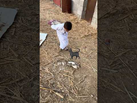 علولي طرد القطه الجديدة ?‍⬛?‼️ #shorts thumbnail