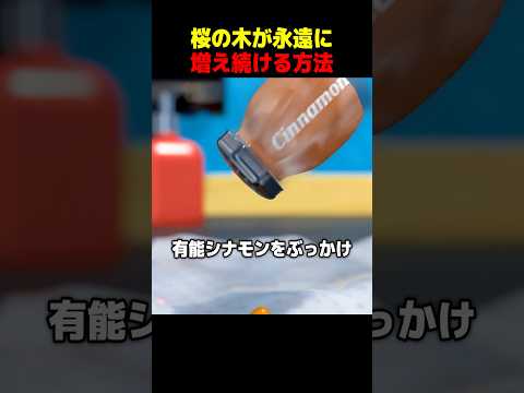 桜の木が永遠に増え続ける方法 thumbnail