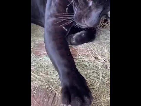 黑豹露娜長大後會有野性嗎？ #黑豹露娜 #動物世界 #萬物可愛計劃 thumbnail