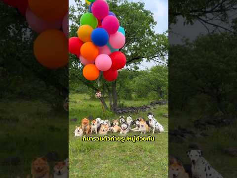 ในที่สุดเจ้าหมาตัวเล็กก็ได้รับความสนใจสักที 🤣🐶 thumbnail