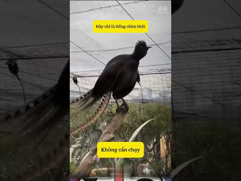 Khi gặp những âm thanh này phải cẩn thận nhé#shorts thumbnail