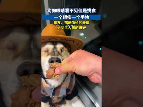 狗狗眼睛看不见但是挑食，一个眼疾一个手快，都是练出来的#狗狗日常 #狗狗訓練 #搞笑日常 #萌宠出道计划 #萌宠成精了 thumbnail