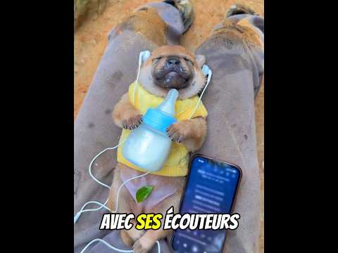 Ce Petit Chiot A Enfin TROUVÉ Un Ami thumbnail
