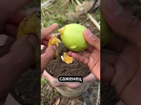 🌱 Как выращивают гуаву с бананом? #садоводство #растения #интересныефакты thumbnail