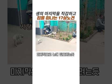 생의 마지막을 직감한 17살 노견은 집을떠나는데#반려견 이별#감동 동물 thumbnail