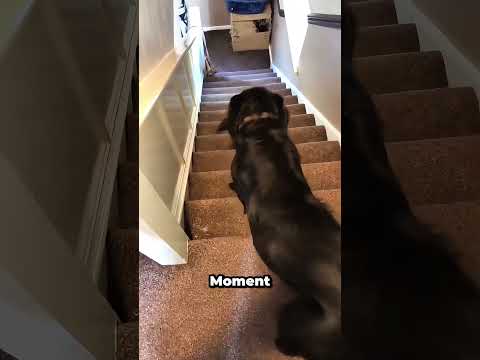 Analyse vertikaler Verdrängungsstrategien bei Hunden thumbnail