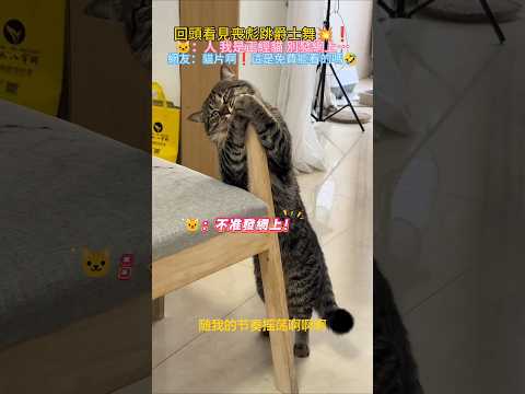 回頭看見喪彪跳爵士舞💥❗ 🐱：人 偷偷學嗷~可別發網上… 網友：貓片啊😍這是免費能看的嗎🥰 #cat #cute #funny #funnyshorts #shorts thumbnail