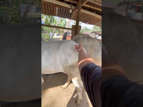 Suntik vitamin sapi betina tanggung #sapi #shorts #animals thumbnail