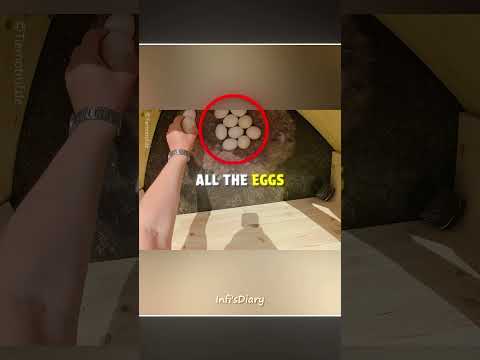 Goose Built a Nest Outside His Window ?? #shorts thumbnail