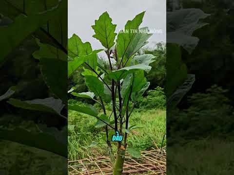 Bác nông dân ghép cà tím lên gốc cà dại và cái kết bất ngờ thumbnail