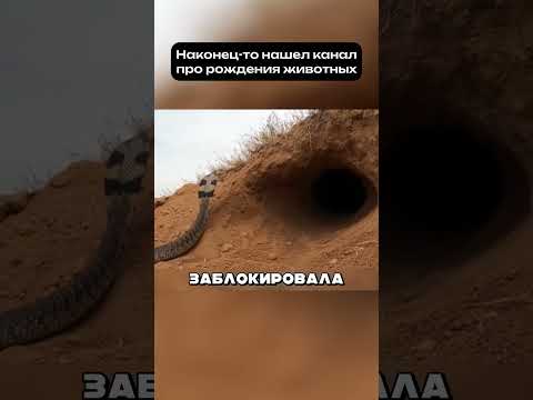 Роды в чужой норе: кто спас медоедку от кобры? 🐍 #животные #рождение thumbnail