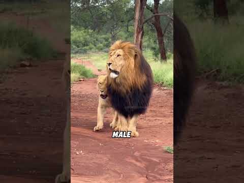 Why are hyenas more afraid of male lions?#animals #funny #funnyanimal #cute #lion thumbnail