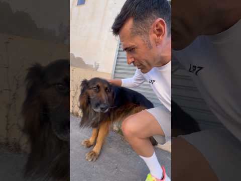 Creía que era una cámara oculta pero no… Otro perro perdido por la calle ? thumbnail