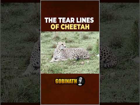 We Felt Sad For The Cheetah… Until We Heard This One Line ? | Gobinath #shorts thumbnail