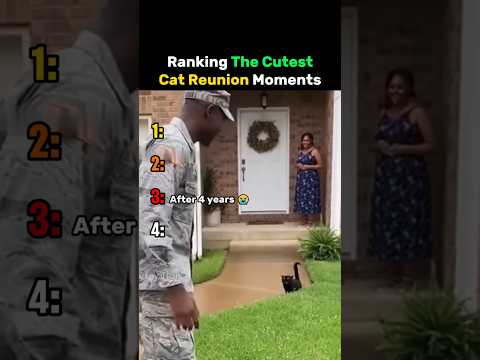 Ranking The Cutest Cat Reunion Moments #cat thumbnail