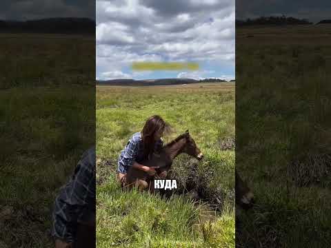 Девушка вытащила жеребёнка из ТРЯСИНЫ🐴💪🌿 thumbnail