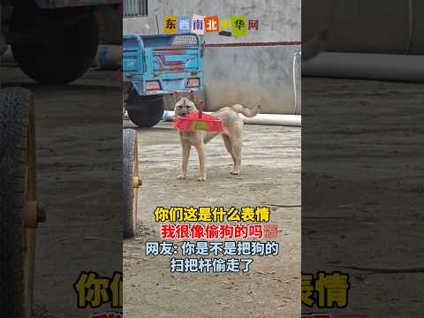 我很像偷狗的吗？ thumbnail
