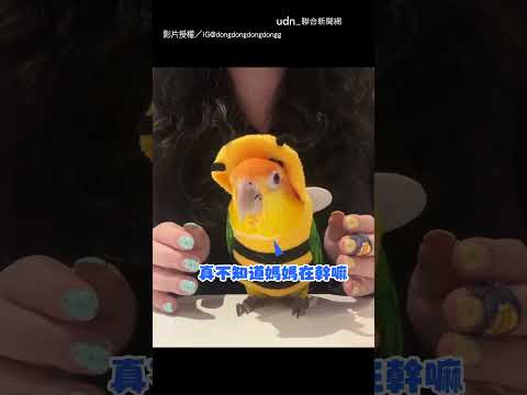 【好乖?】和鸚鵡玩「拍拿放」挑戰 全程任由擺布超可愛｜鸚鵡｜可愛 thumbnail