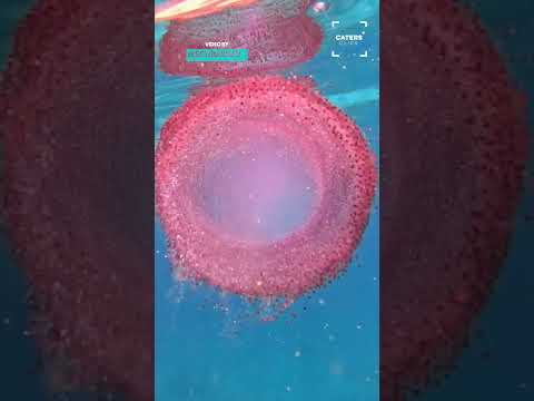 Strange Underwater Creature Caught On Camera thumbnail