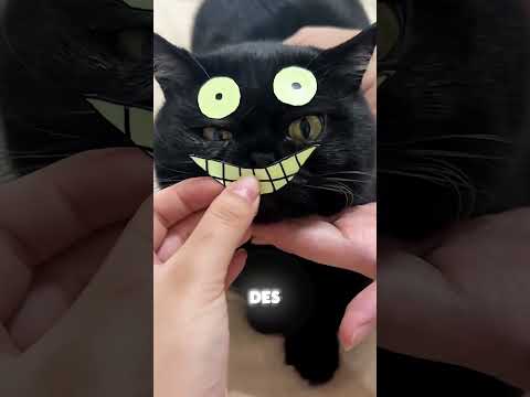 N'ACHETEZ JAMAIS DE CHAT NOIR ! 😱🐈‍⬛❌ thumbnail