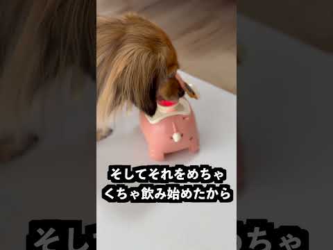 鼻にボールを乗せると浮かせるゾウの鼻に卵を乗せれば浮かせるはず！ thumbnail