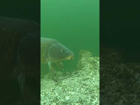 Do You Have Good Results Fishing Over Mussels & Shells? thumbnail