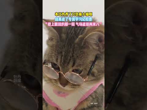 本以为养了只软萌小猫咪，结果成了专属学习纪检委，“戴上眼镜的那一刻 气场直接两米八” thumbnail