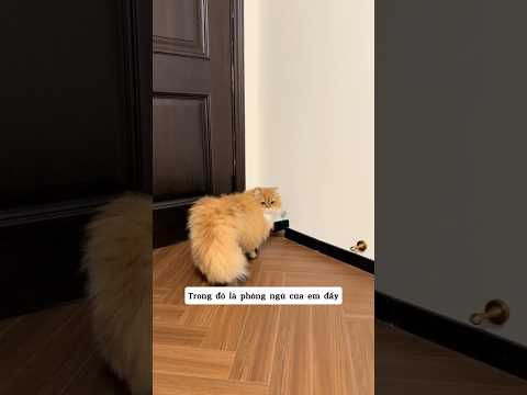 Bé mèo đứng hình 5 giây khi gặp cửa nhỏ thumbnail
