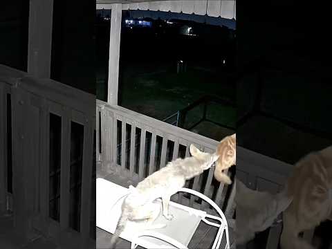 Momen Menegangkan Kucing VS Koyote! thumbnail