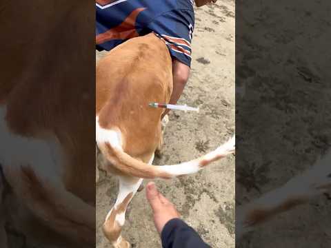 Suntikan vitamin pertumbuhan pada pedet tantrum thumbnail