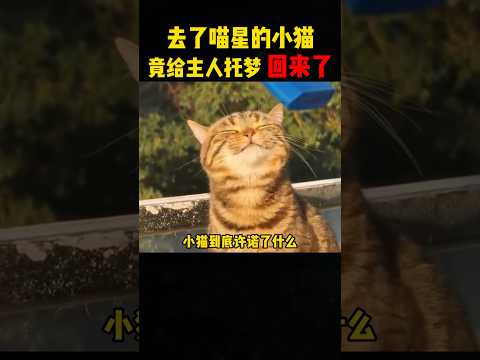 去了喵星的小猫，，竟给主人托梦了，他回来了！ #影視解説 #影视聚焦#感人壹幕 #科普 #熱門 #精彩影视 thumbnail