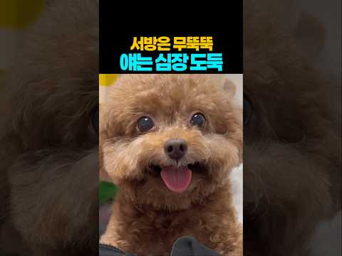❤️510만뷰❤️하루 피로 사라지는 순간 #강아지 #댕댕이 #애견영상 thumbnail
