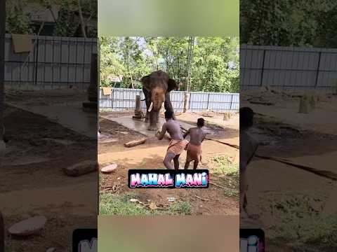 குட்டி கோல்டு ? அப்பா அர்னால்டு ? சம்பவம் இந்தா வச்சுக்கோ ? எதுக்குடா சம்பந்தம் இல்லாம செங்கோட்டை ? thumbnail