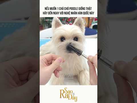 NẾU MUỐN 1 CHÚ CHÓ POODLE GIỐNG THẬT HÃY ĐẾN NGAY VỚI NGHỆ NHÂN HÀN QUỐC NÀY thumbnail