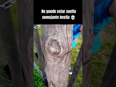 No me lo vayan a pisar 😭💀 #humor #shorts #reels #viral #funny #comedy #memes #niños #dog #broma #fyp thumbnail