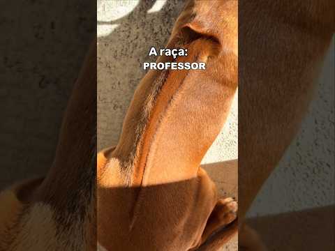 The Forbidden Dog Breed That Was Bred To Hunt Lions History ??? #youtubeshorts #viralvideo thumbnail