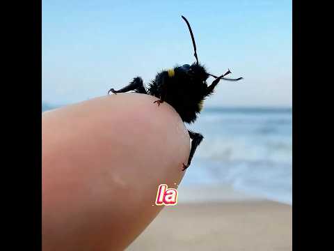 Este hombre llevó a su abeja de viaje a la playa.#pets #funny #cute #shorts thumbnail