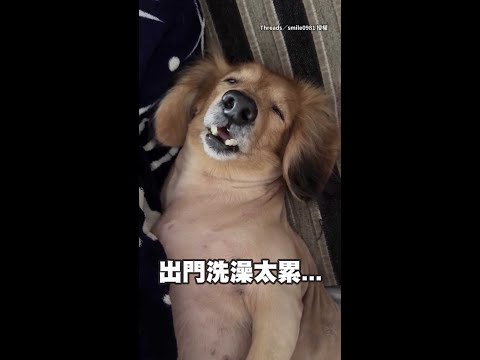 【形象都沒了】臘腸狗出門洗澡累翻　睡到嘴巴開開還打呼XD #Shorts thumbnail