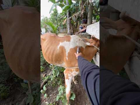 Pemulihan stres sapi dengan penyuntikan vitamin ADE #shorts #sapi #animalwelfare thumbnail