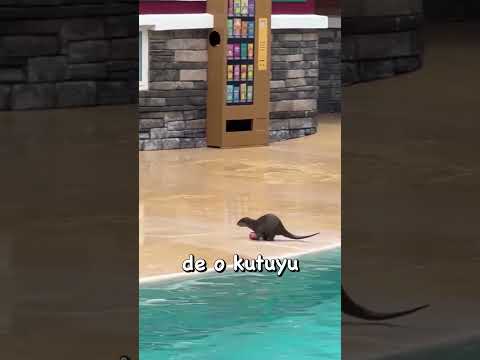 Bu su samuru bazı insanlardan daha zeki çıktı #shorts thumbnail