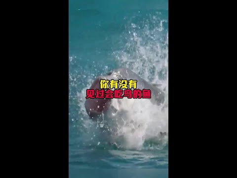 會吃鳥的魚你見過嗎#漲知識 #科普 #動物 #動物的迷惑行為 #奇怪的知識增加了 thumbnail