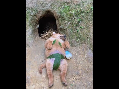 Biki mud puppy, pastoral dog, small milk dog, Chinese pastoral dog puppy thumbnail