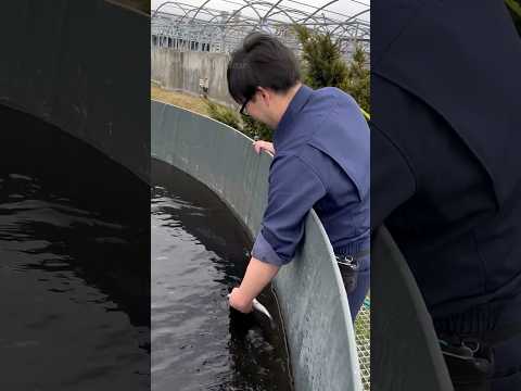 🐟 Как в Японии подзывают древнюю рыбу! #редкаярыба #япония #древняярыба thumbnail