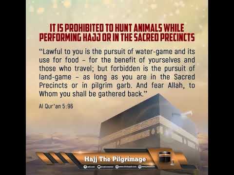 It Is Prohibited To Hunt Animals While Performing Hajj Or In The Sacred Precincts thumbnail