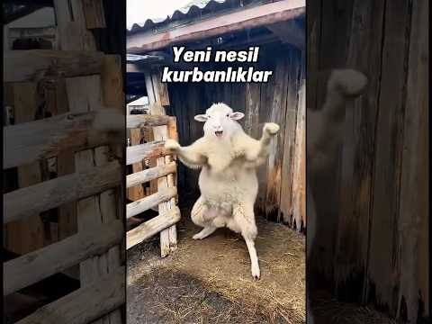 Aklım çıktı! thumbnail